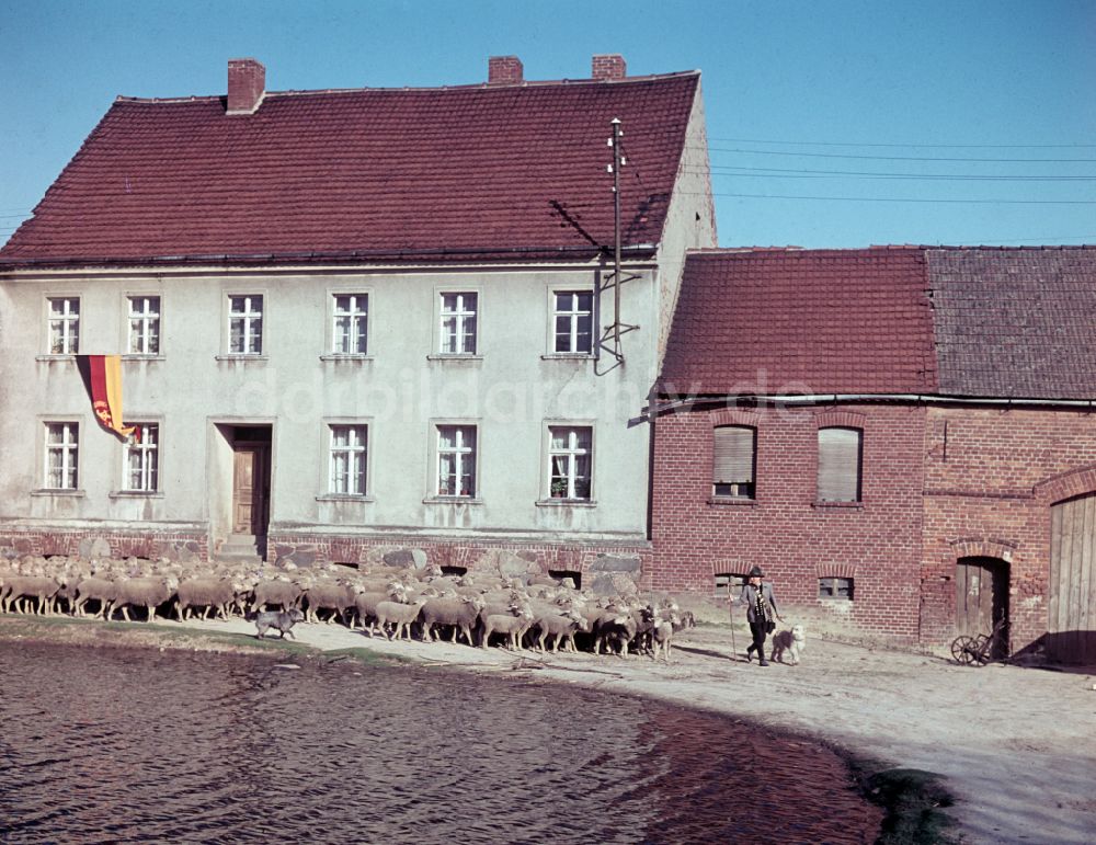 DDR-Bildarchiv: Bernau - Schäfer mit Herde in Bernau in der DDR