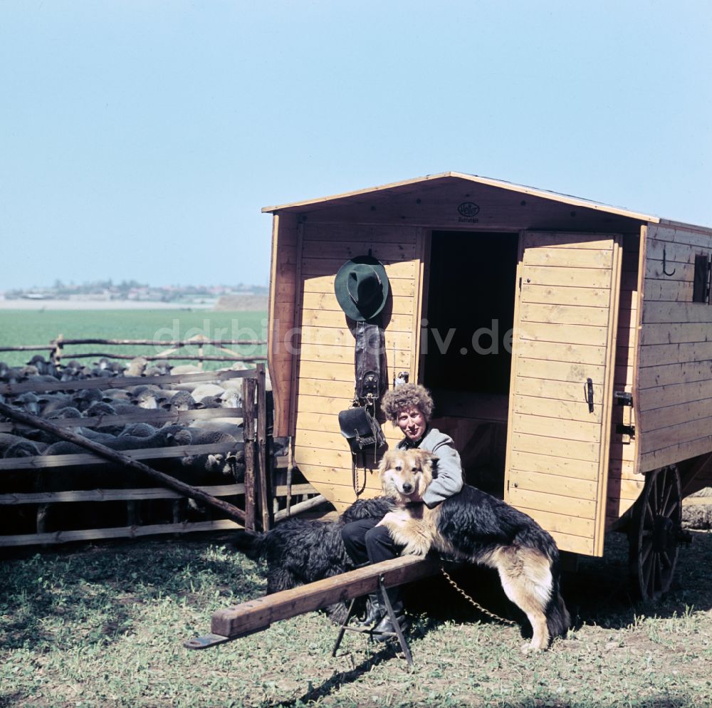 DDR-Bildarchiv: Bernau - Schäfer mit Herde in Bernau in der DDR