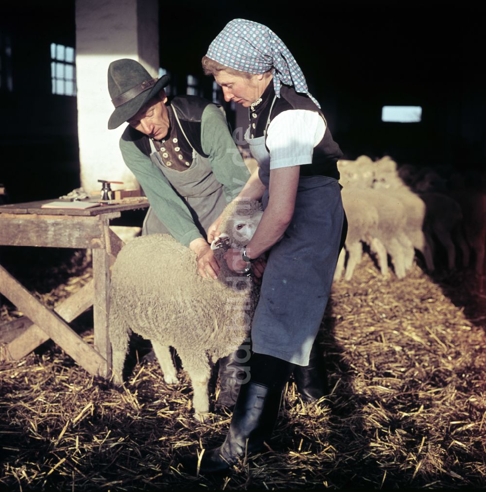 DDR-Fotoarchiv: Bernau - Schäferei in Bernau in der DDR