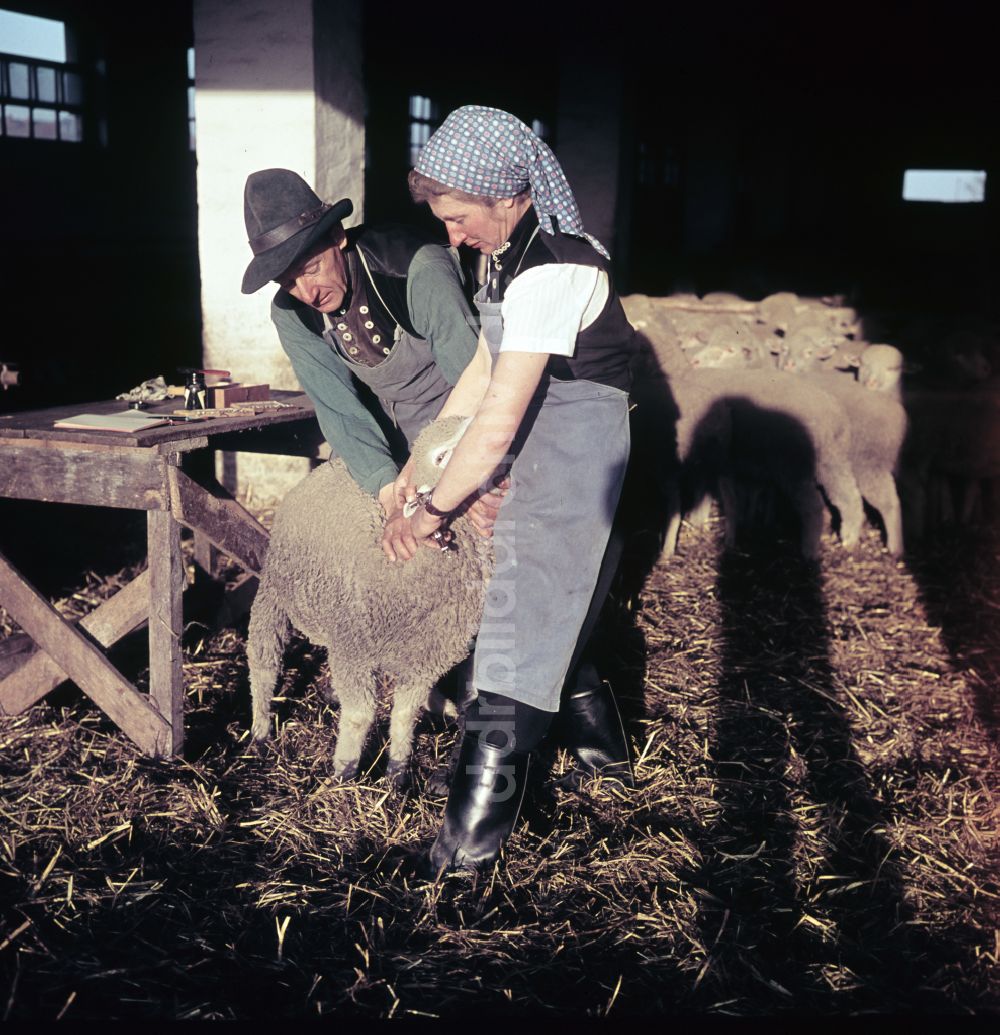 Bernau: Schäferei in Bernau in der DDR