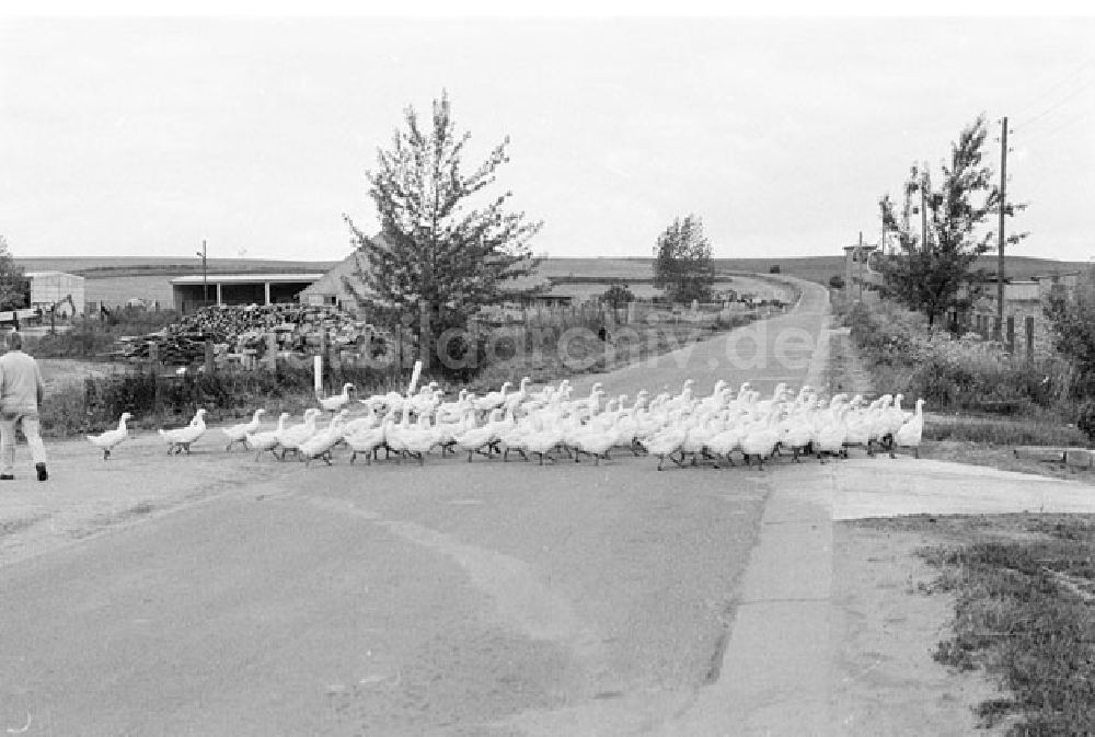 DDR-Fotoarchiv: Schönermark - Schönermark Brandenburg - Landkreis Uckermark Foto: Lenke Nr.: 678