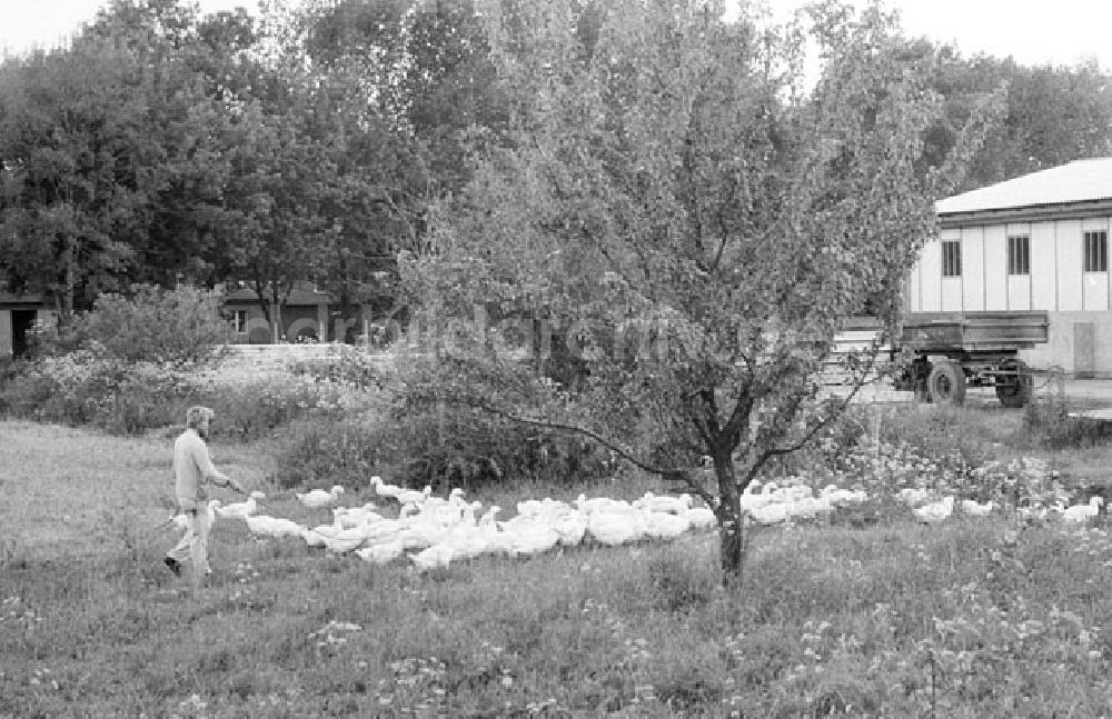 DDR-Bildarchiv: Schönermark - Schönermark Brandenburg - Landkreis Uckermark Foto: Lenke Nr.: 678