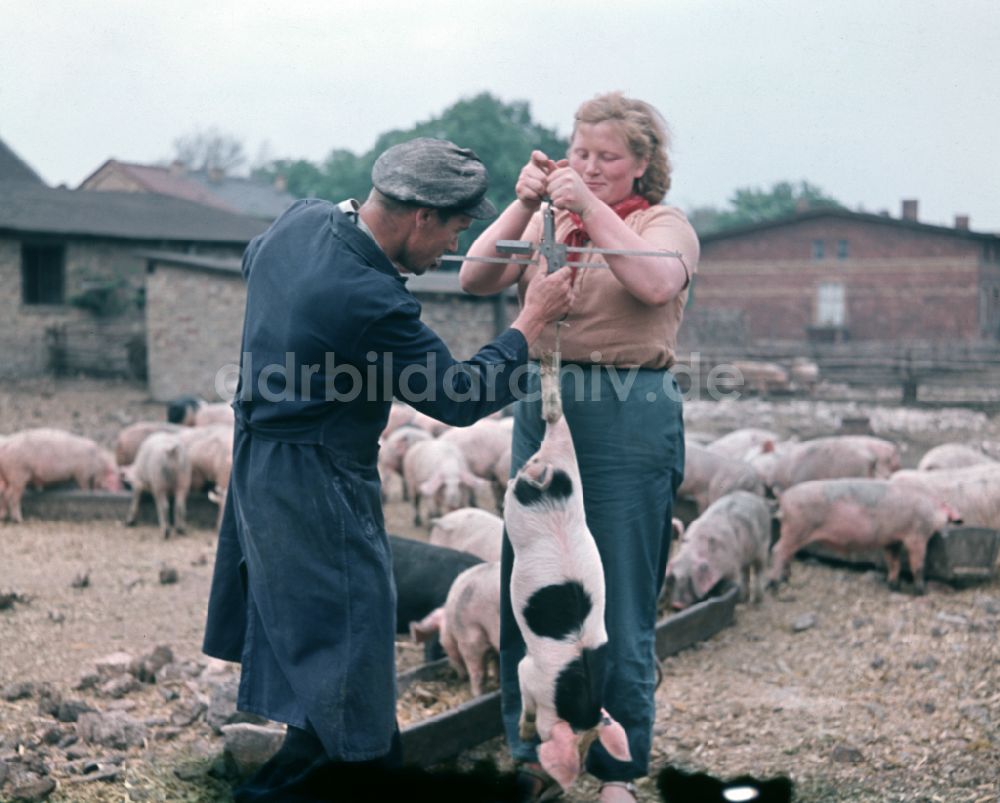 DDR-Fotoarchiv: Bernau - Schweinezucht in einer Landwirtschaftlichen Produktionsgenossenschaft in Bernau in der DDR