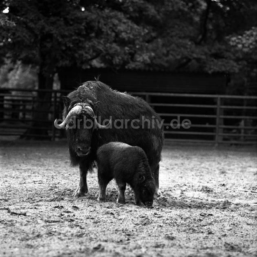 DDR-Fotoarchiv: Berlin - Tierpark Berlin