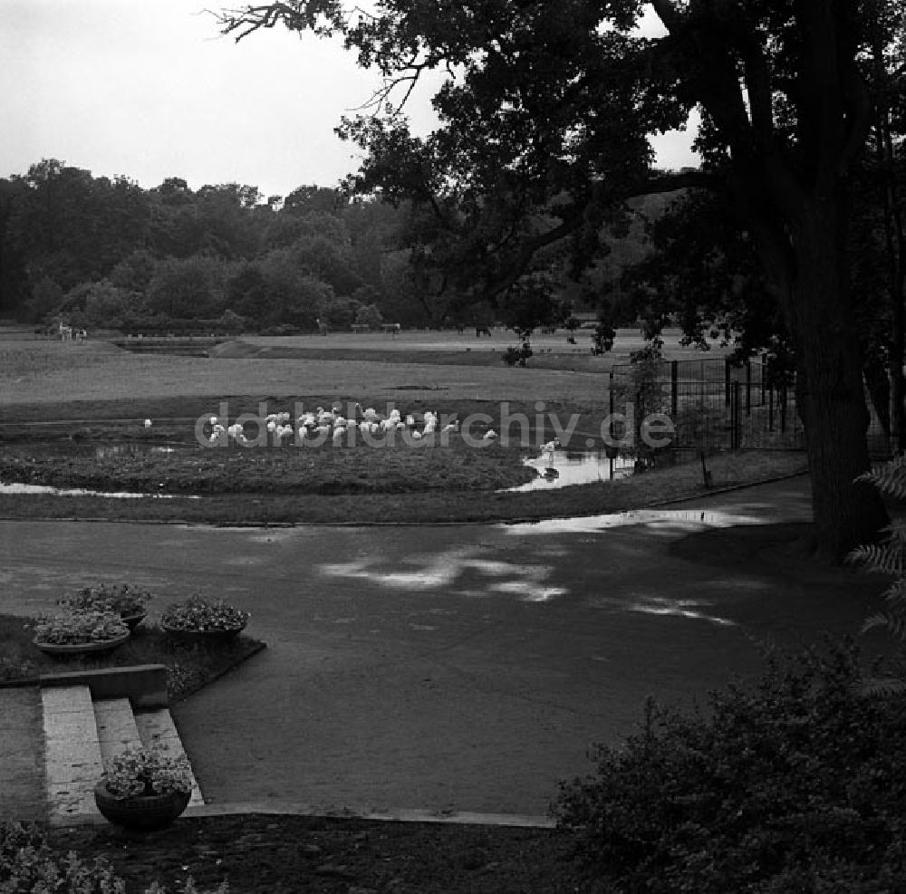 DDR-Fotoarchiv: Berlin - Tierpark Berlin