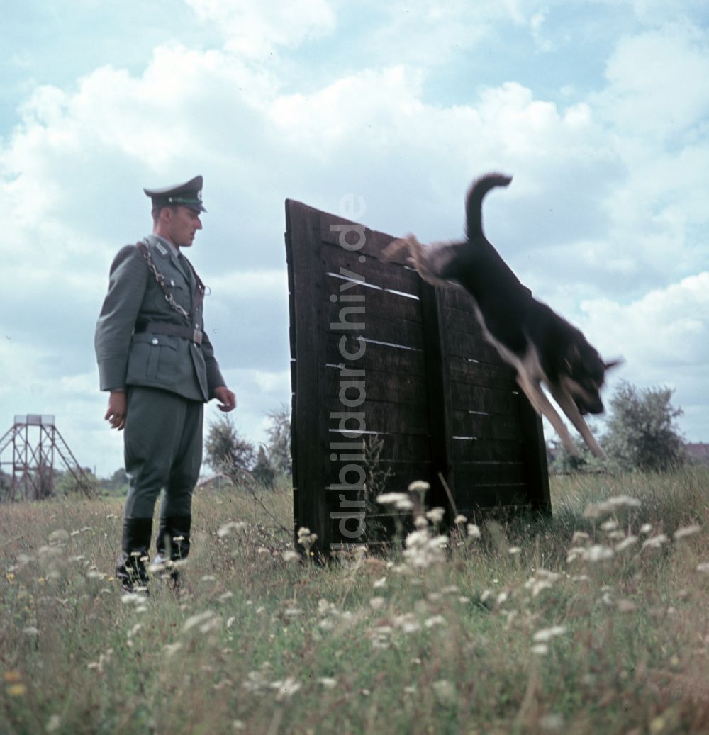 DDR-Fotoarchiv: Pretzsch (Elbe) - Training der Hundestaffel der Volkspolizei in Pretzsch (Elbe) in der DDR