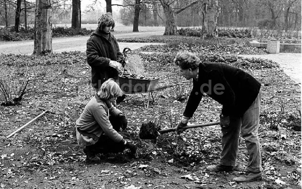 DDR-Fotoarchiv: Berlin - Treptow - VEB Stadtwirtsschaft - Rosengarten Umschlagnr.: 319 Foto: Lenke