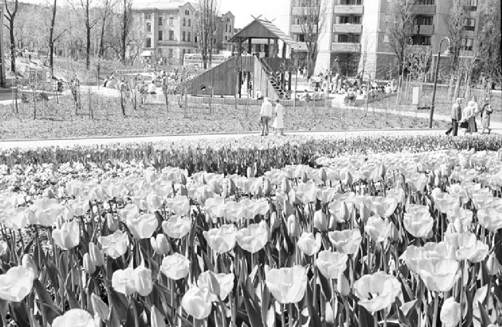 DDR-Fotoarchiv: Berlin Friedrichshain - Volksfest zum 1.Mai am Thälmann-Park Foto: Bonitz Umschlag : 532