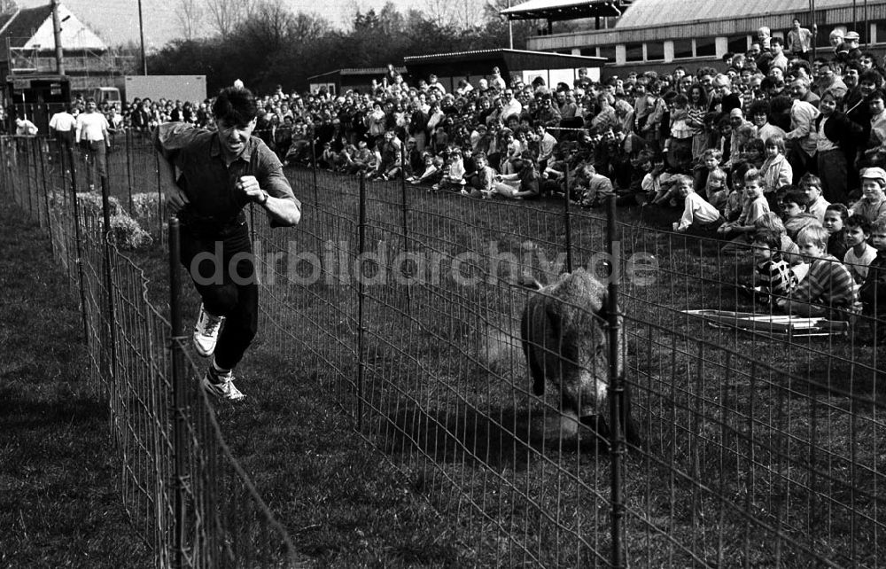 : Wildschweinrennen in Kyritz Umschlag:7358