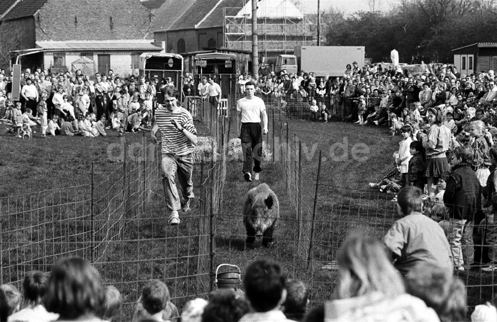 DDR-Fotoarchiv: - Wildschweinrennen in Kyritz Umschlag:7358