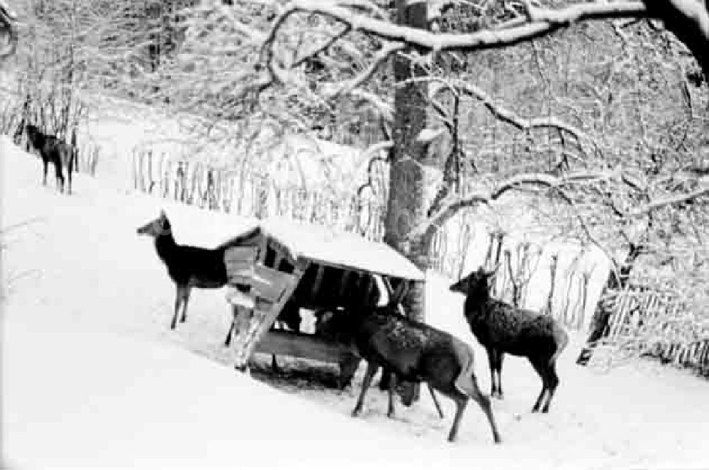 DDR-Bildarchiv: Friedrichsroda - Winteraufnahmen in Friedrichsroda und Wildfütterung Foto: Schmidtke