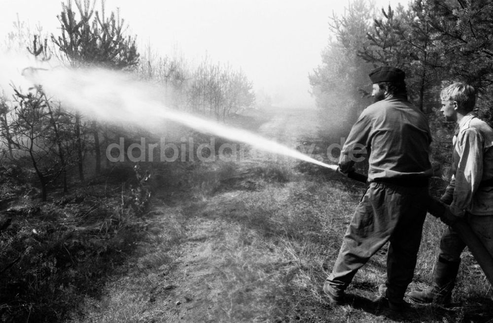 DDR-Fotoarchiv: Sachsen Anhalt-Wittenberg - Wittenberg/Sachsen Anhalt 20 ha Waldbrand bei Wittenberg 02.08.90 Foto:Grahn Umschlagnummer: 1010