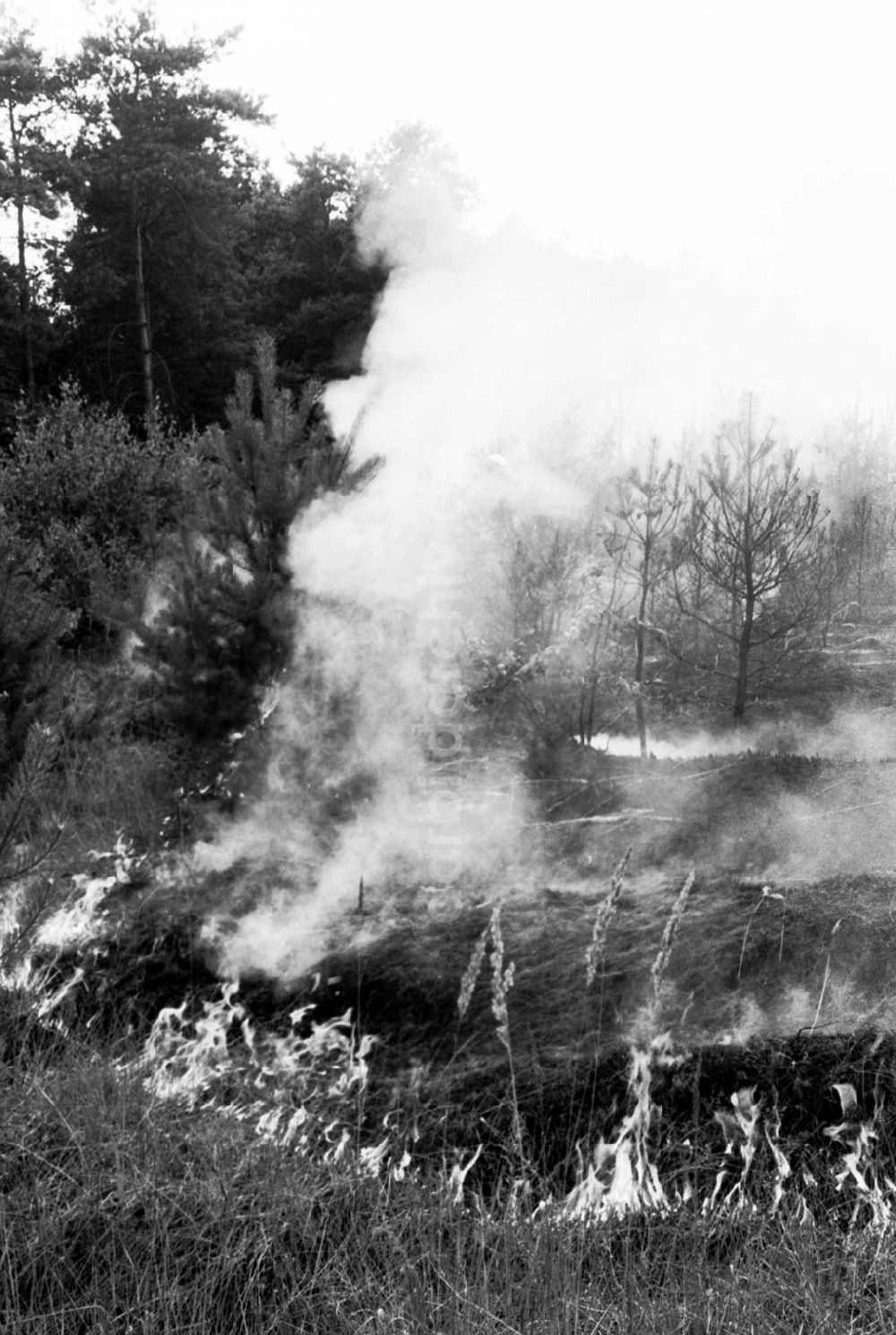 Sachsen Anhalt-Wittenberg: Wittenberg/Sachsen Anhalt 20 ha Waldbrand bei Wittenberg 02.08.90 Foto:Grahn Umschlagnummer: 1010