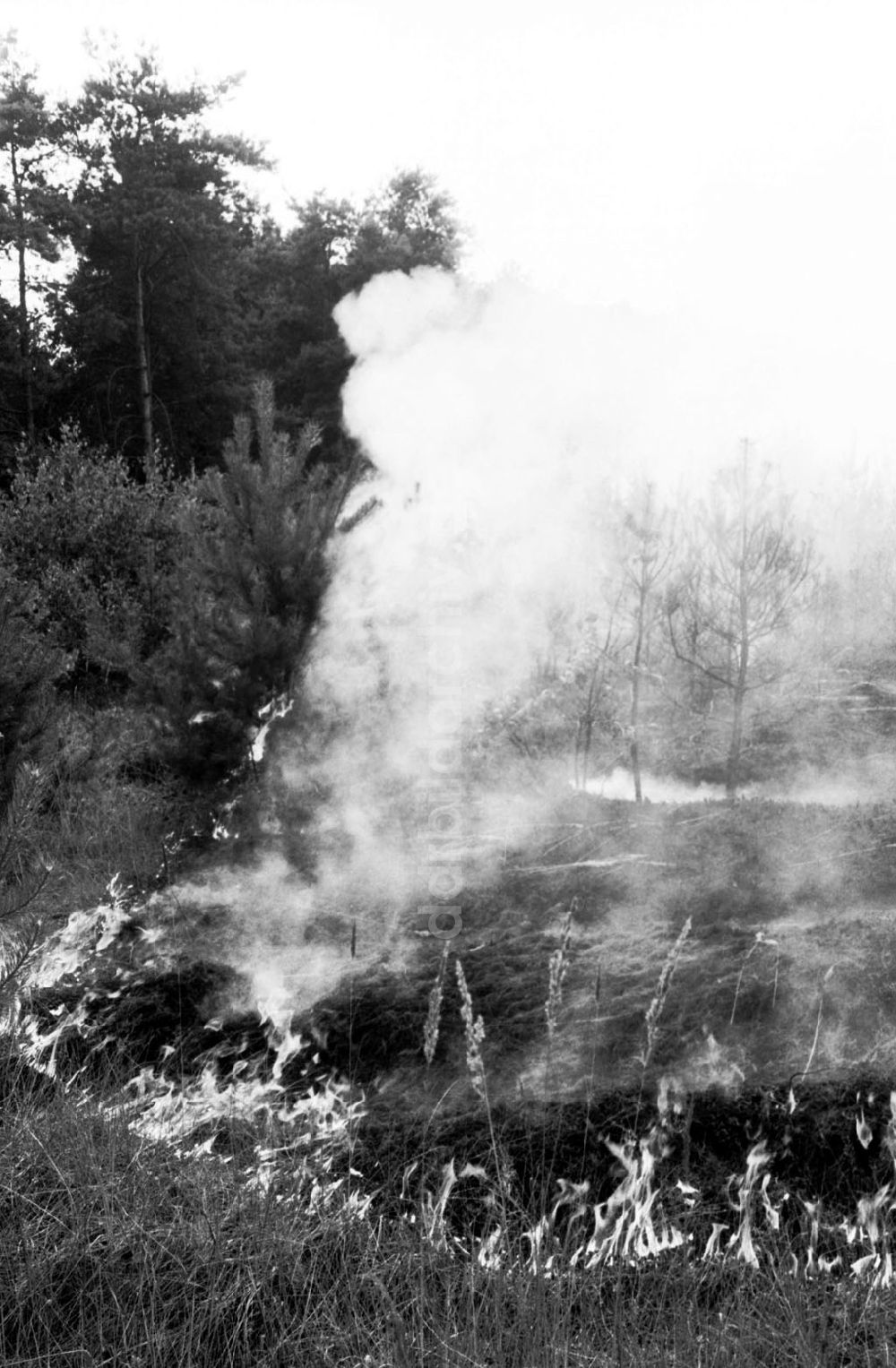 DDR-Bildarchiv: Sachsen Anhalt-Wittenberg - Wittenberg/Sachsen Anhalt 20 ha Waldbrand bei Wittenberg 02.08.90 Foto:Grahn Umschlagnummer: 1010