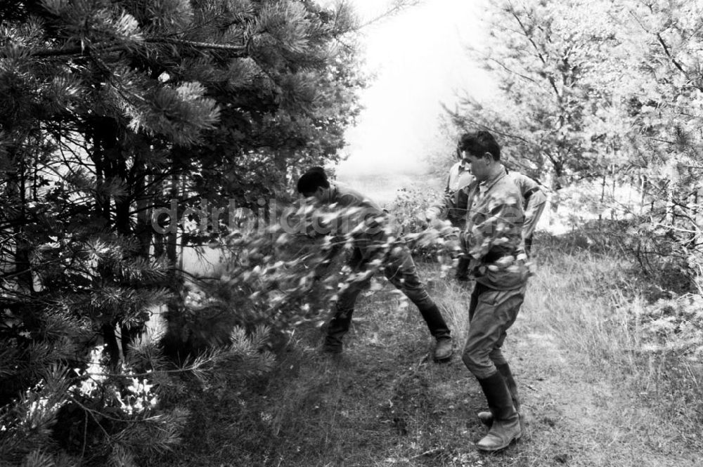 DDR-Fotoarchiv: Sachsen Anhalt-Wittenberg - Wittenberg/Sachsen Anhalt 20 ha Waldbrand bei Wittenberg 02.08.90 Foto:Grahn Umschlagnummer: 1010