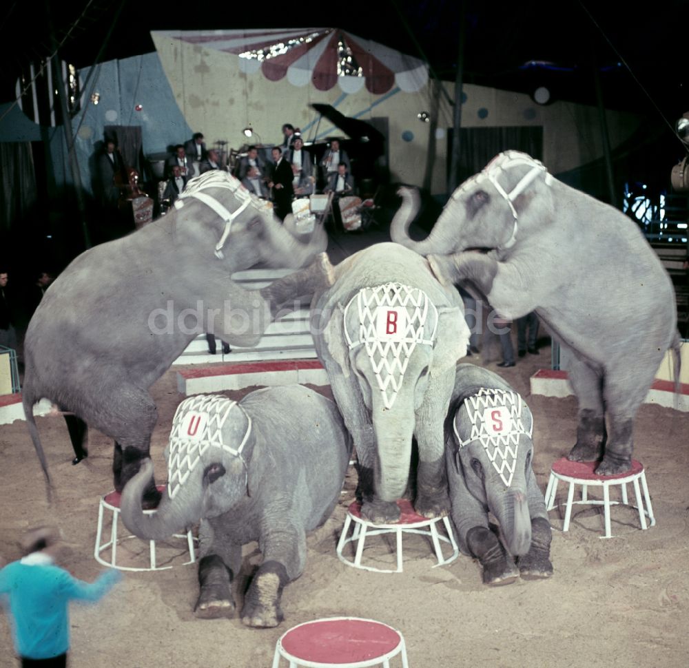 DDR-Bildarchiv: Berlin - Zirkus Busch in Berlin in der DDR