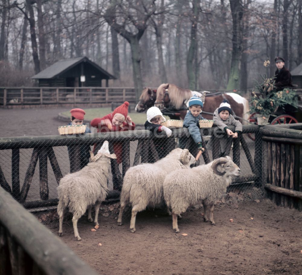 DDR-Fotoarchiv: Berlin - Zoo- Gehege mit Schafen in Berlin in der DDR