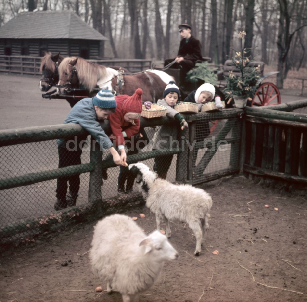 DDR-Bildarchiv: Berlin - Zoo- Gehege mit Schafen in Berlin in der DDR