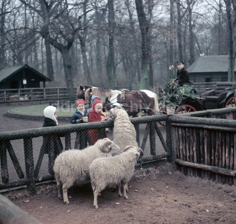 DDR-Fotoarchiv: Berlin - Zoo- Gehege mit Schafen in Berlin in der DDR