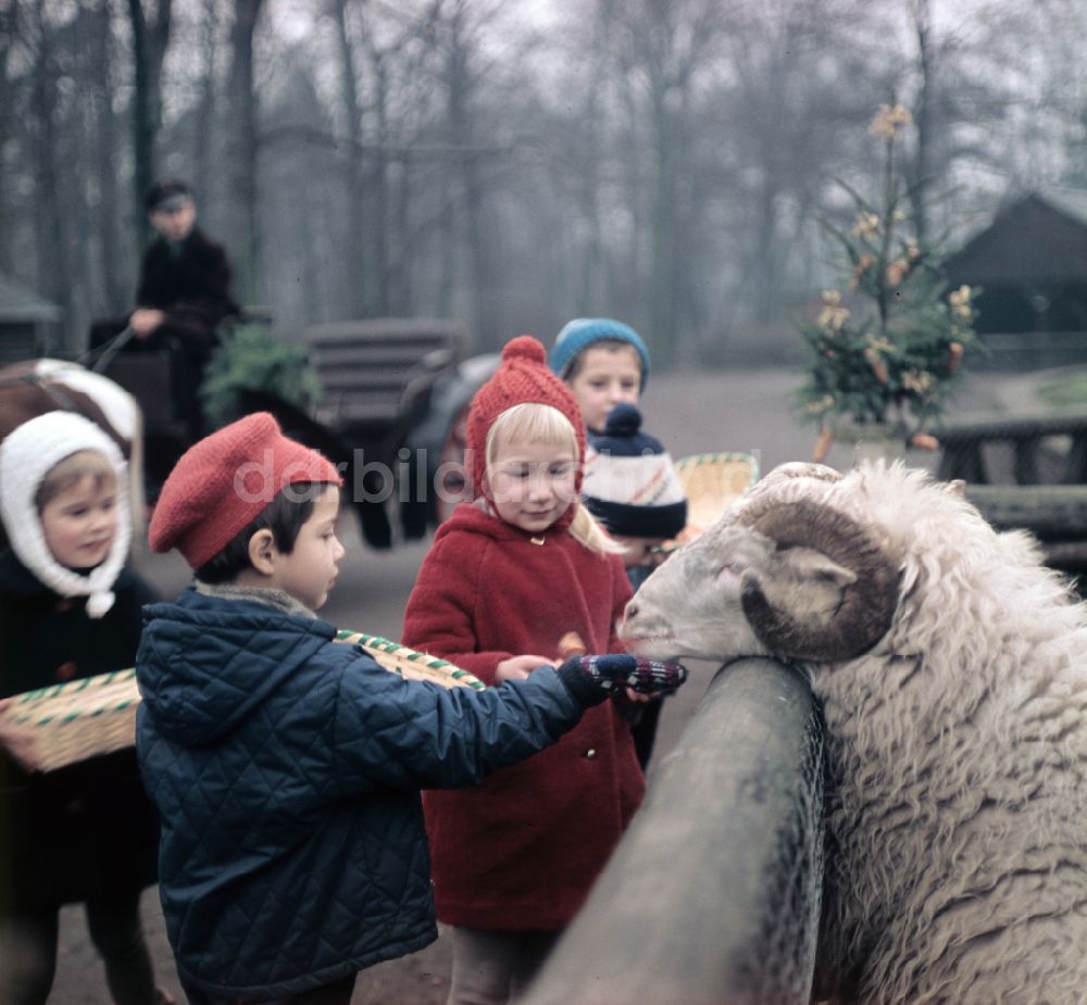 Berlin: Zoo- Gehege mit Schafen in Berlin in der DDR