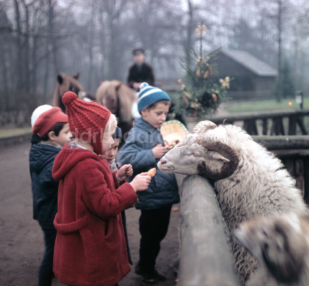 DDR-Bildarchiv: Berlin - Zoo- Gehege mit Schafen in Berlin in der DDR